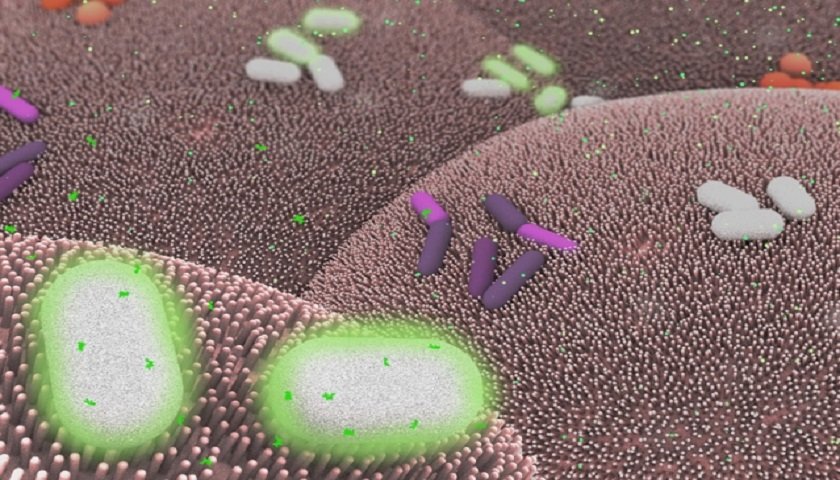 Bacterias genéticamente modificadas para tratar enfermedades