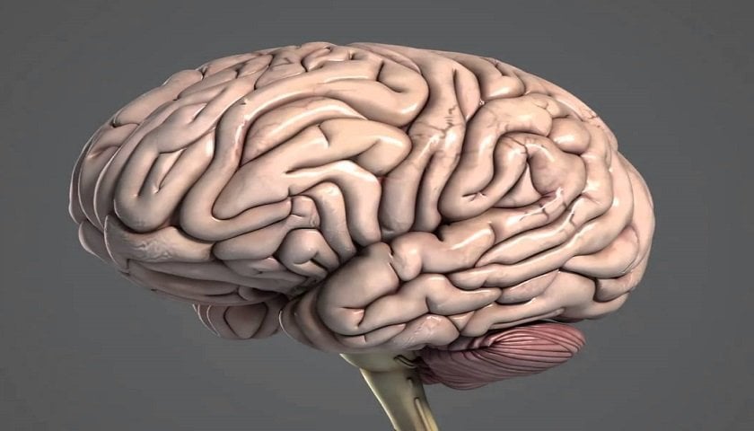 cerebro humano