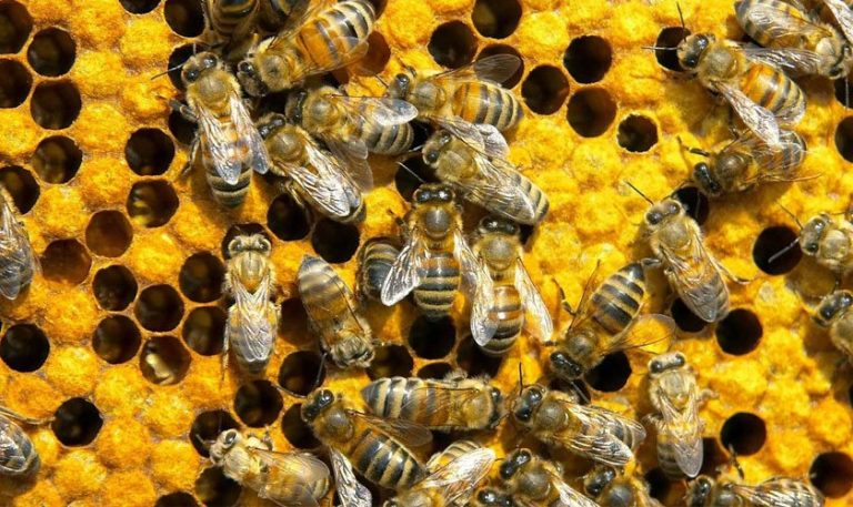 Que Pasaria Si Todas Las Abejas Del Mundo Murieran