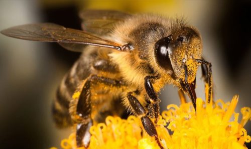 Que Pasaria Si Todas Las Abejas Del Mundo Murieran