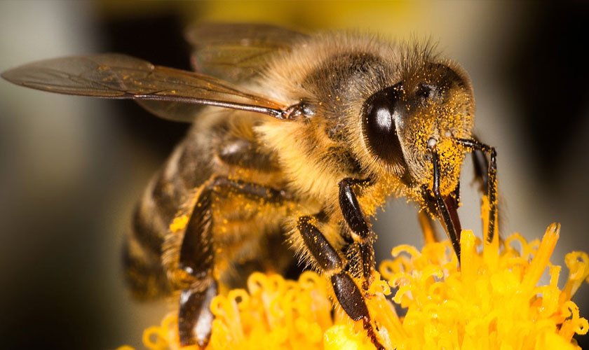¿Qué pasaría si todas las abejas del mundo murieran?