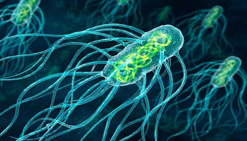Bacterias genéticamente modificadas combaten el cáncer