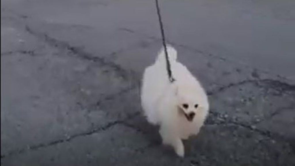 coronavirus-hombre-respeta-cuarentena-paseando-a-su-perro-con-un-dron