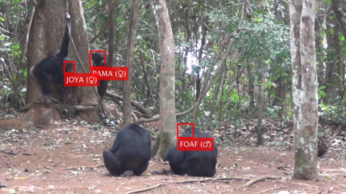 Reconociendo el rostro de los primates con Inteligencia Artificial. Noticias en tiempo real