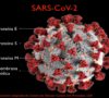 estas-son-las-moleculas-que-podrian-acabar-con-el-coronavirus